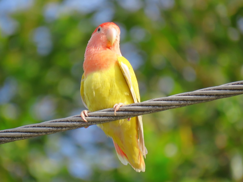 Peach-faced Lovebird (Agapornis roseicollis)