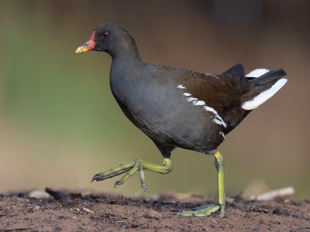 Kokoszka zwyczajna (Gallinula chloropus)