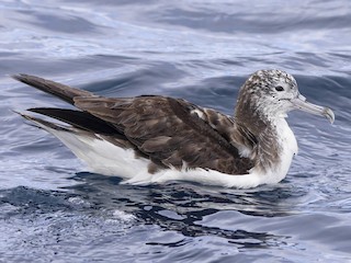 オオミズナギドリ (Calonectris leucomelas)