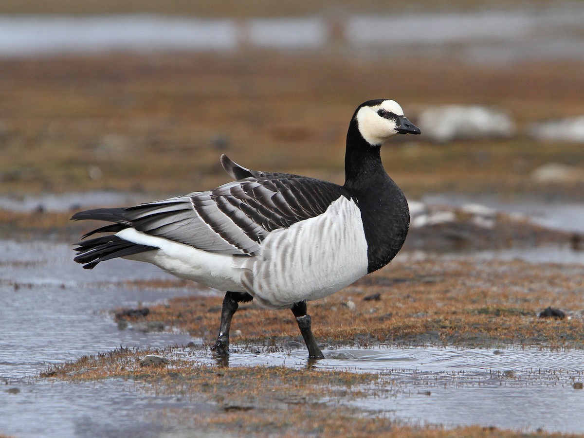 Barnacle Goose (Branta leucopsis)