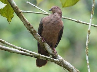 Pombo-de-Bico-Curto (Patagioenas nigrirostris)