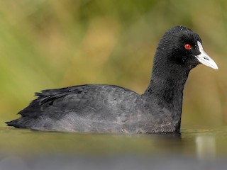 Eurasian Coot (Fulica atra)