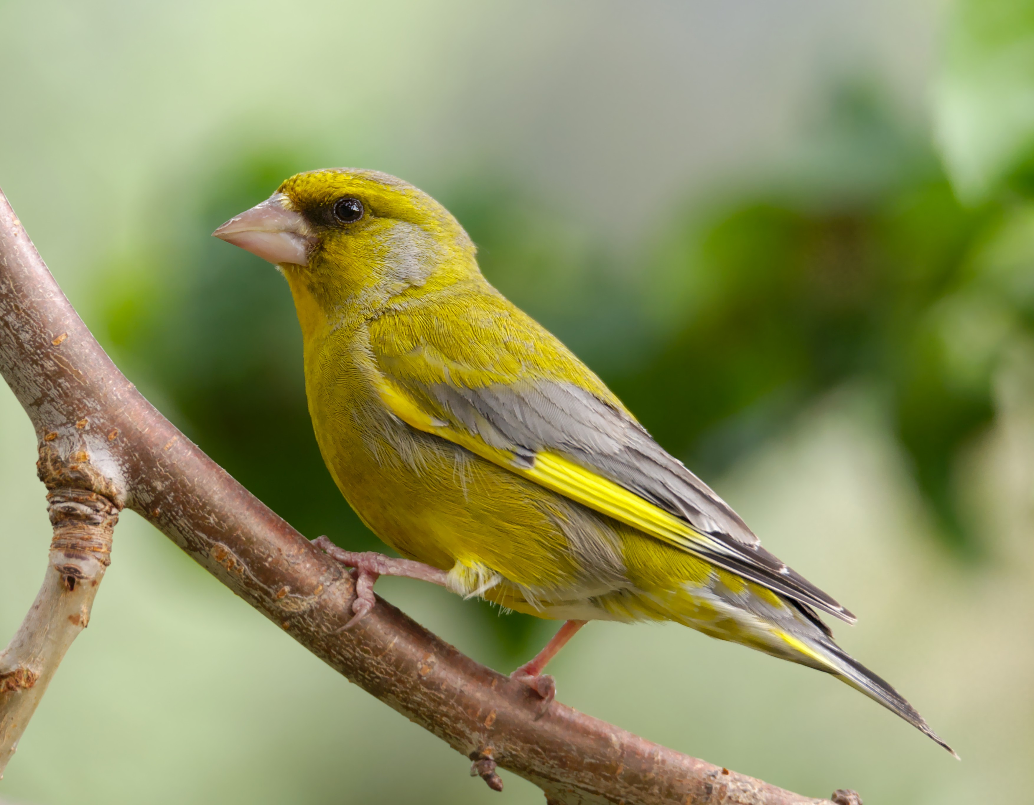 Grünfink (Chloris chloris)