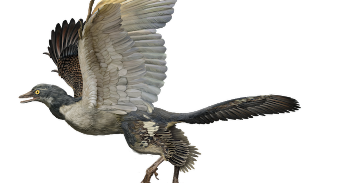 Archaeopteryx (Archaeopteryx lithographica)