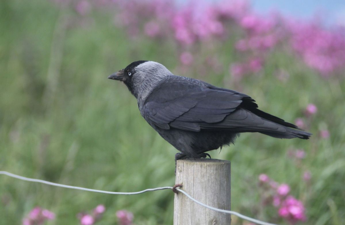 Dohle (Corvus monedula)