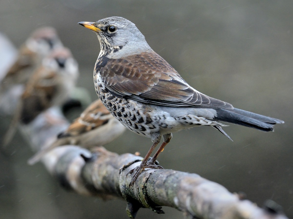 Kwiczoł (Turdus pilaris)