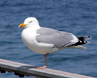 Pescăruș argintiu (Larus argentatus)