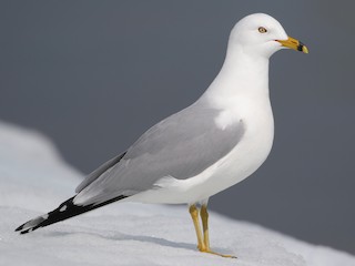 Pescărușul cu inel la cioc (Larus delawarensis)