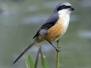 صائد الرمادي الظهر (Lanius tephronotus)