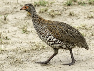 Серобрюхий шпорцевый франколин (Pternistis rufopictus)