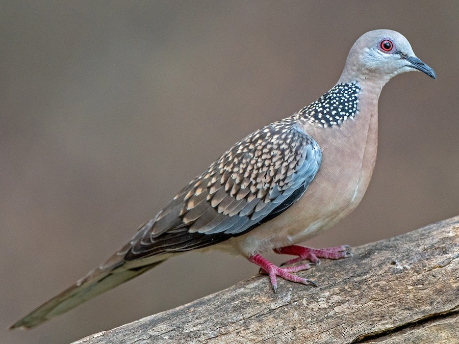 Spotted Dove (Spilopelia chinensis)